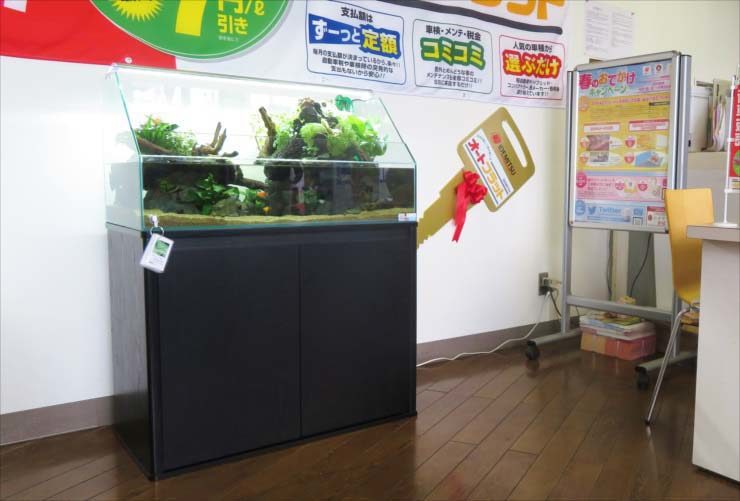 店舗に設置された水草アクアテラリウム水槽と黒い水槽台