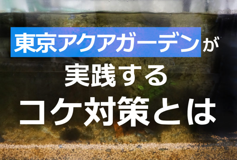 東京アクアガーデンが実践するコケ対策の見出し画像
