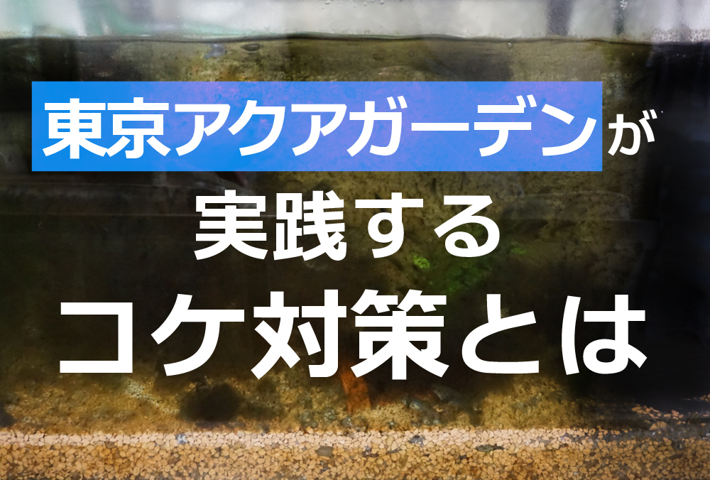 水槽にコケが生えたらどうする?東京アクアガーデンのコケ対策とはのサムネイル画像