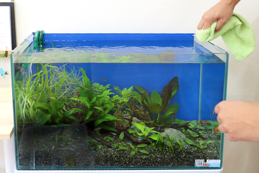 布で水槽の縁を掃除する手と水草が茂る水槽内景