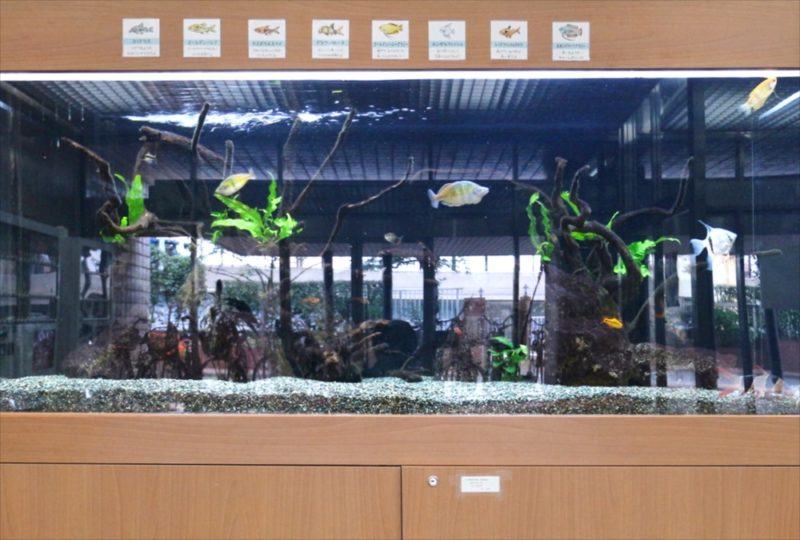 大型淡水魚水槽をメンテナンス管理しています 水槽画像５