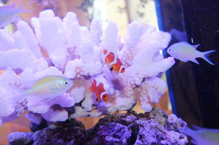 白いサンゴとクマノミやスズメダイが泳ぐ海水魚水槽