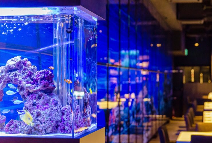 青い照明の海水魚水槽とライブロックに泳ぐ熱帯魚群