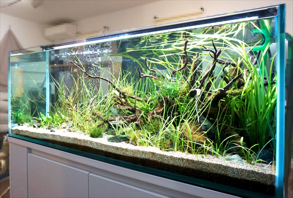 個人宅　リビング　120cm淡水魚水槽　レンタル事例のサムネイル画像
