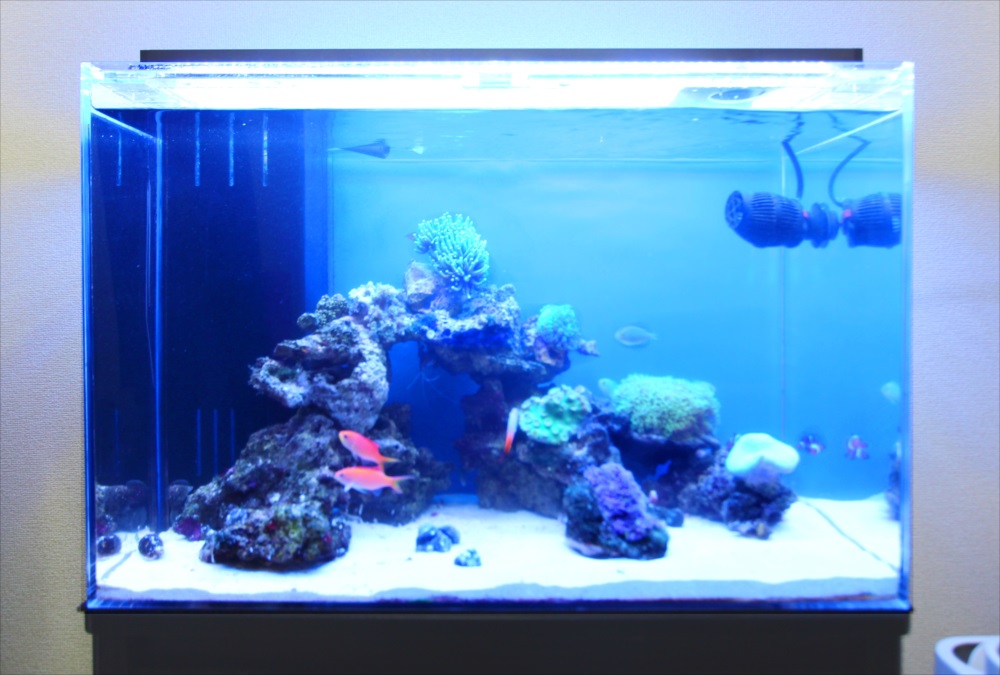 自宅リビング　60cm海水魚水槽　正面アップ画像