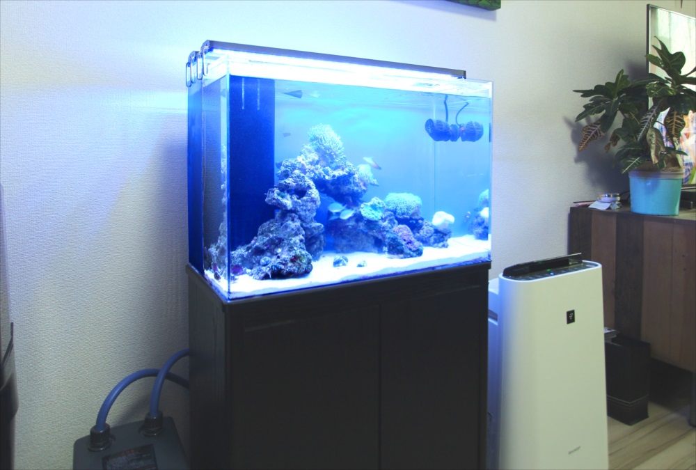 自宅リビング　60cm海水魚水槽　斜め画像