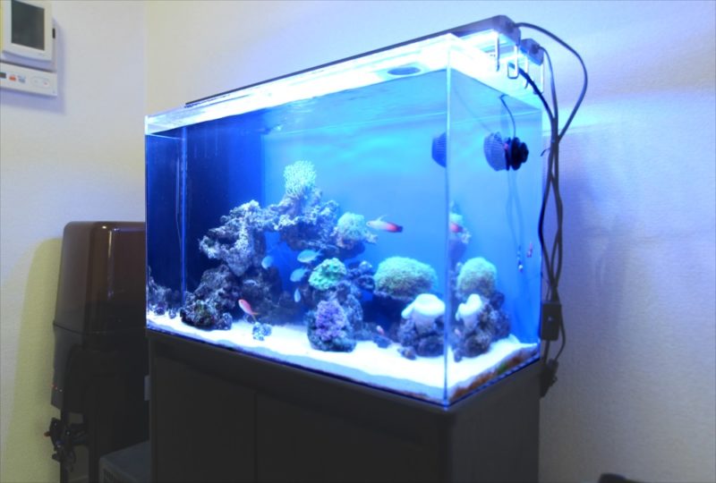 個人宅 リビング 60cm海水サンゴ水槽 レンタル事例 水槽画像4