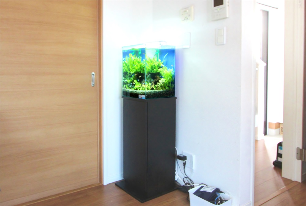 2週間お試し体験水槽レンタル!30cm淡水魚水槽を無料設置のサムネイル画像