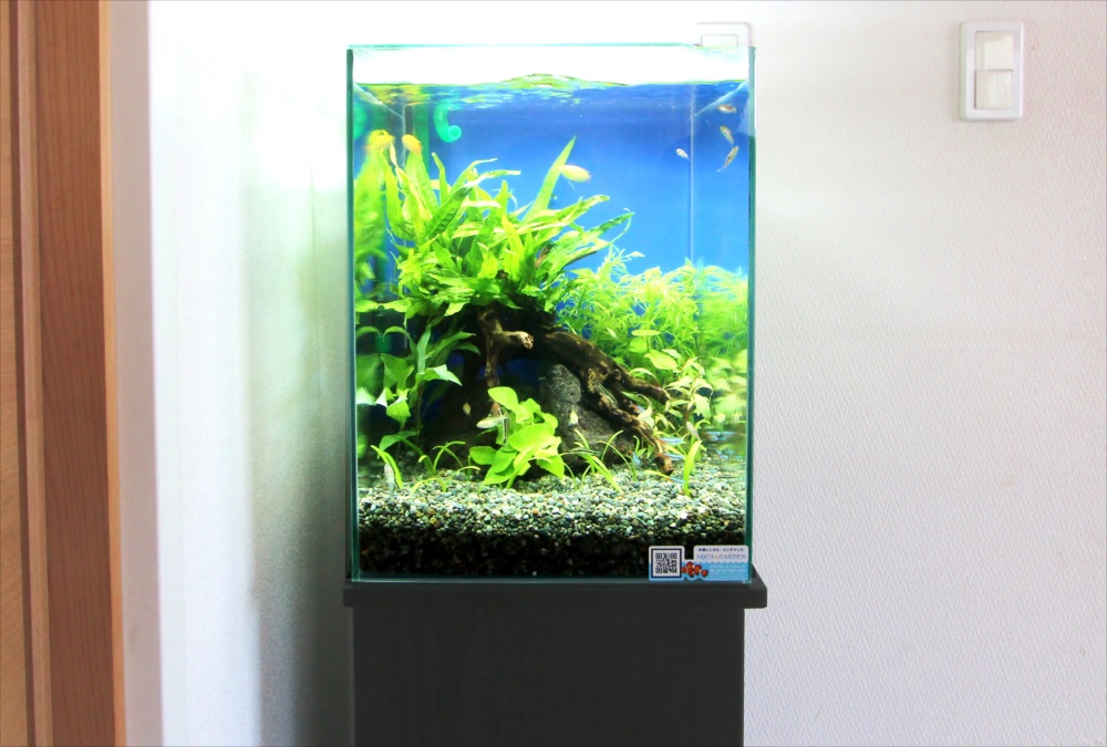 自宅 30cm淡水魚水槽 正面画像