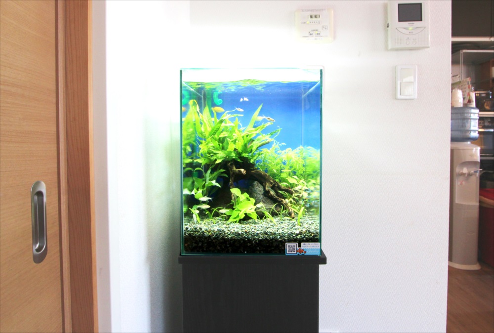 自宅 30cm淡水魚水槽 生体画像
