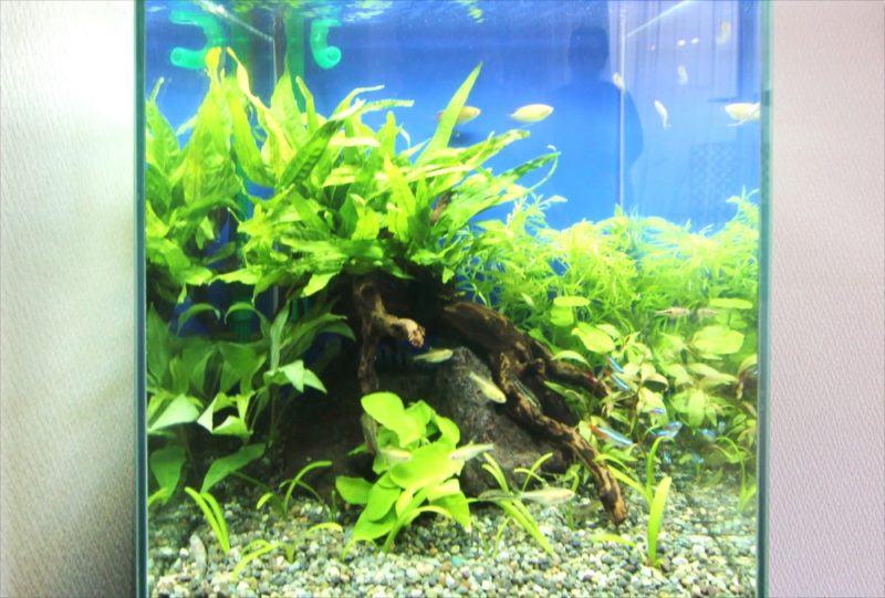 2週間お試し体験水槽レンタル！30cm淡水魚水槽を無料設置 水槽画像４