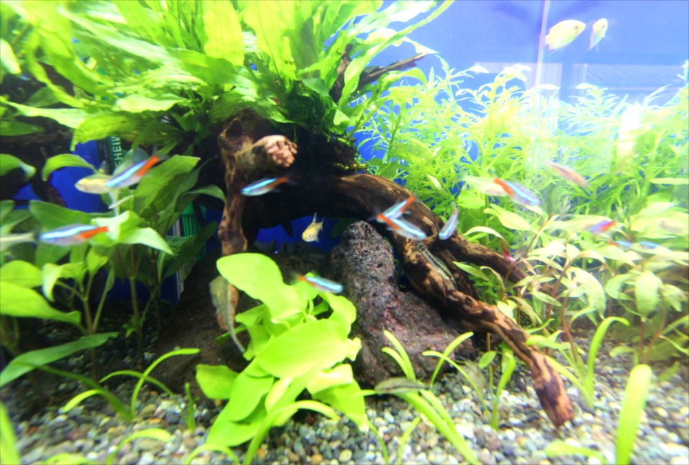 自宅 30cm淡水魚水槽 アップ画像
