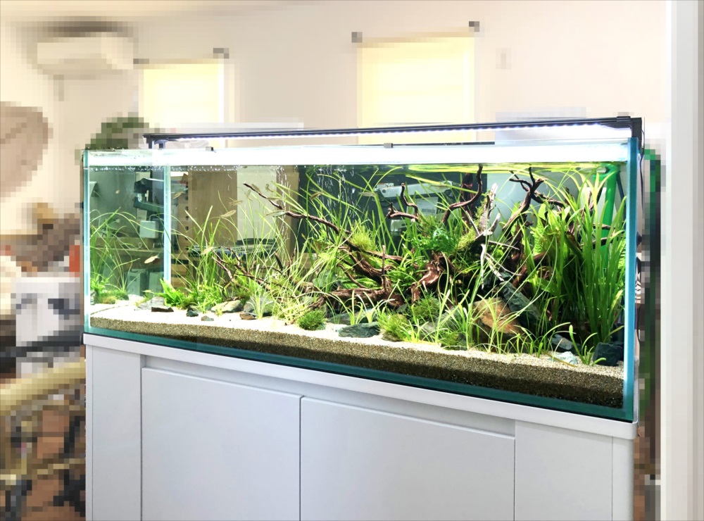個人宅　120cm淡水魚水槽　全体画像