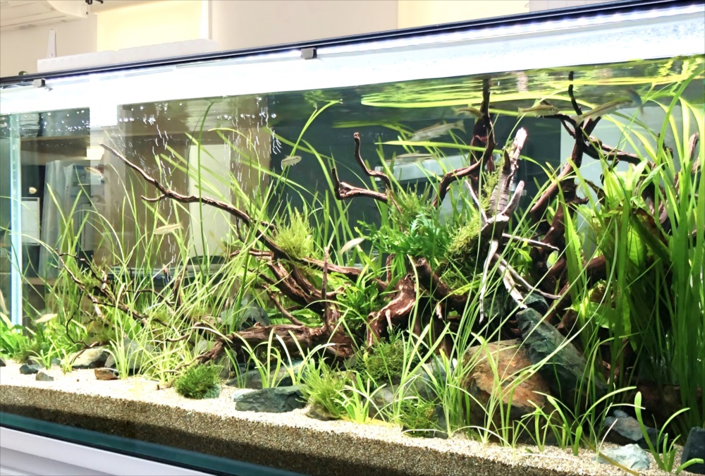 個人宅　120cm淡水魚水槽　斜めアップ画像