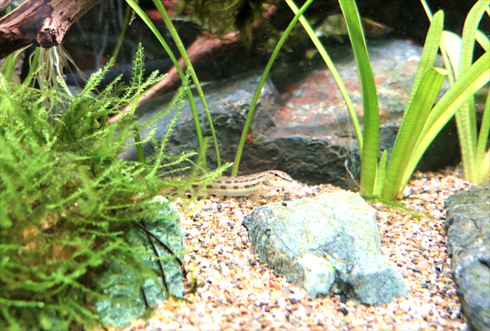 個人宅　120cm淡水魚水槽　生体画像