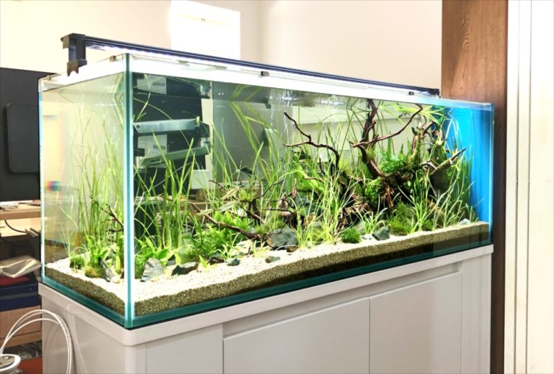 個人宅 リビング 120cm淡水魚水槽 レンタル事例 水槽画像4