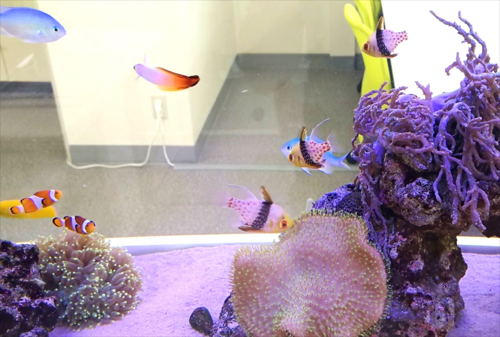 サンゴとクマノミや海水魚が泳ぐ海水魚水槽のレイアウト