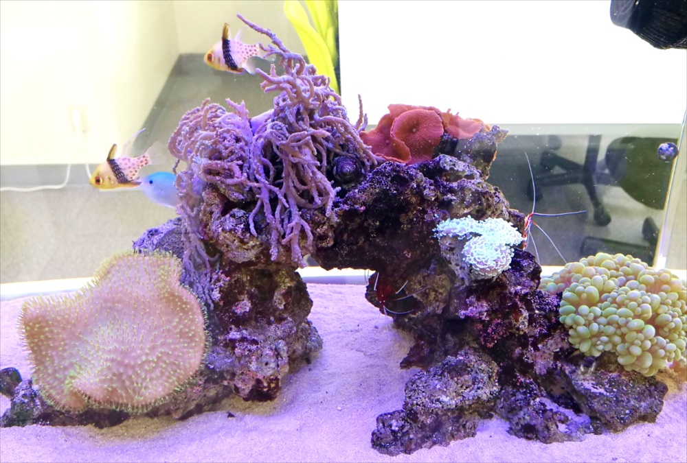 オフィス事務所 180cm海水魚水槽 生体画像