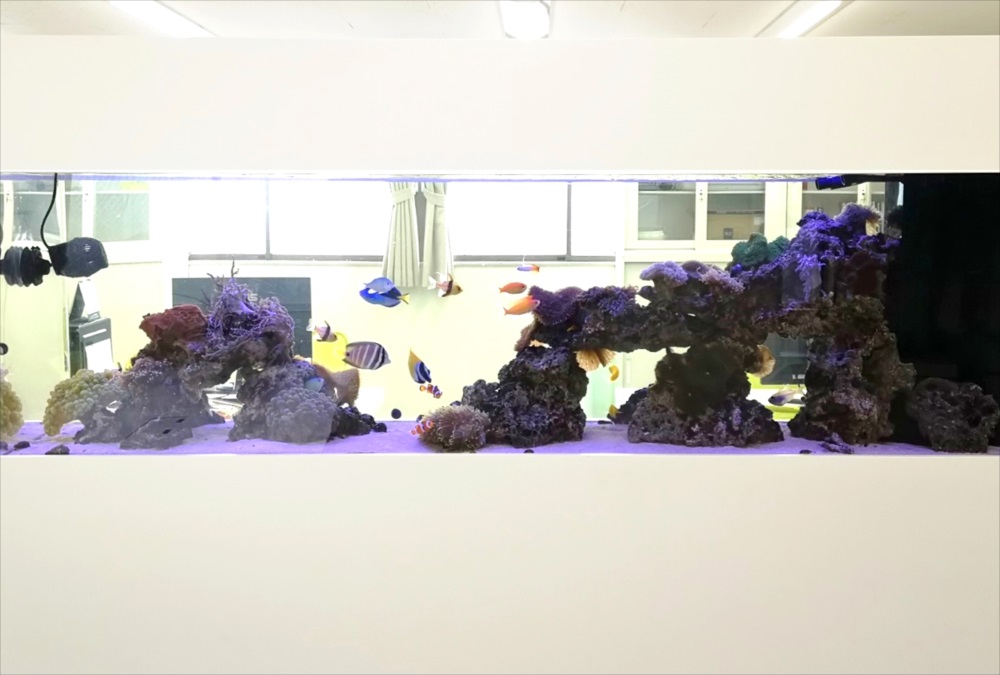 オフィス事務所 180cm海水魚水槽 アップ画像