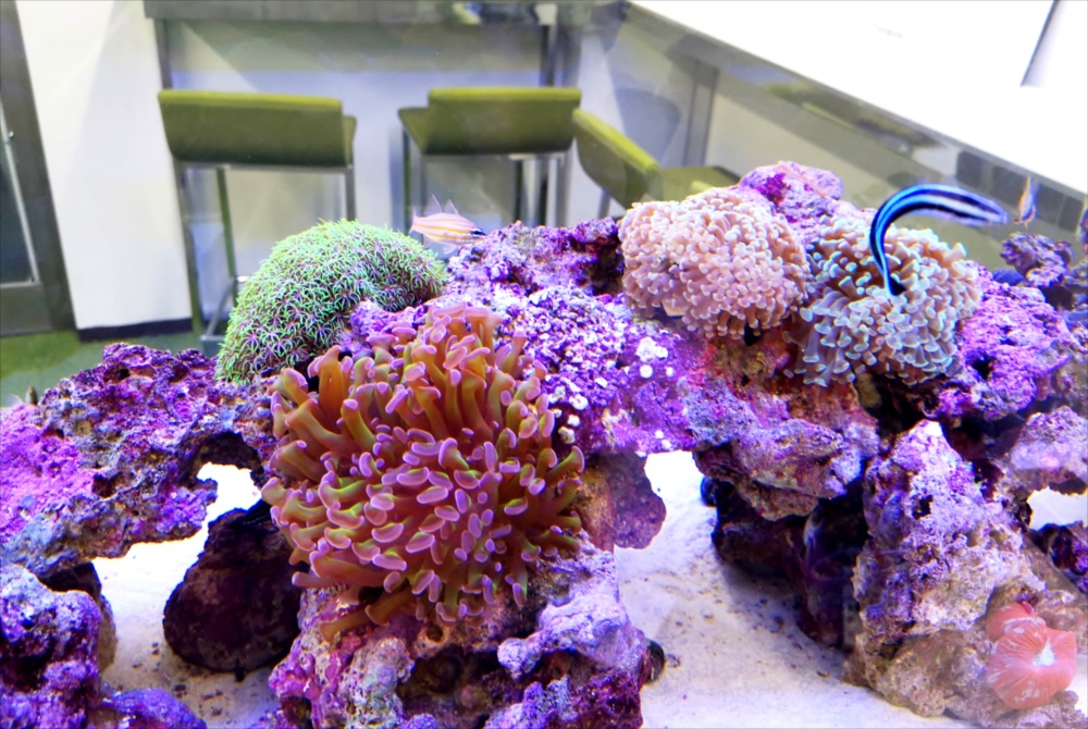 オフィス事務所　180cm海水魚水槽　アップ画像
