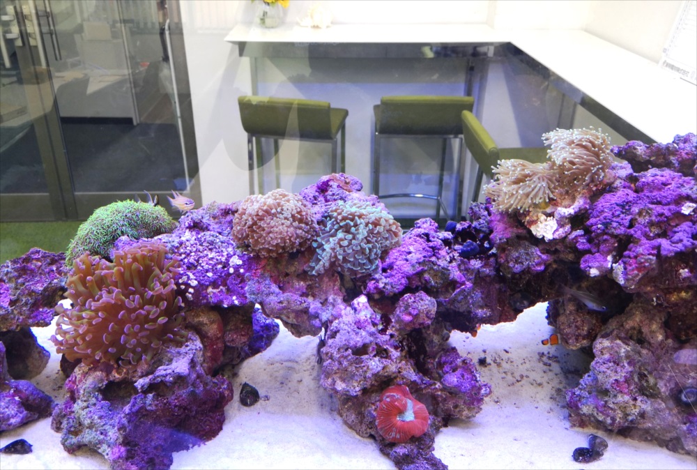 サンゴとライブロックを配置した海水魚水槽のレイアウト