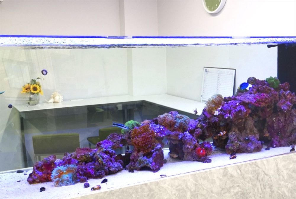 オフィス事務所　180cm海水魚水槽　サンゴ画像