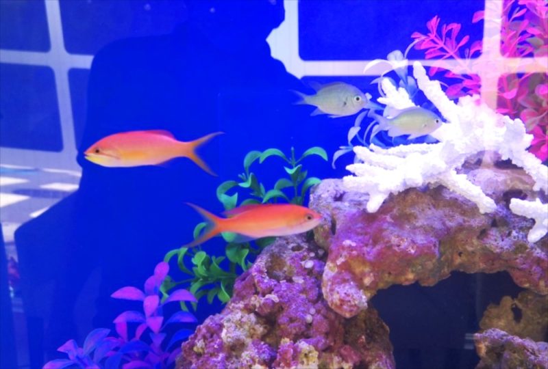 さいたま市 歯科クリニック 60cm海水魚水槽 水槽レンタル設置事例 水槽画像4