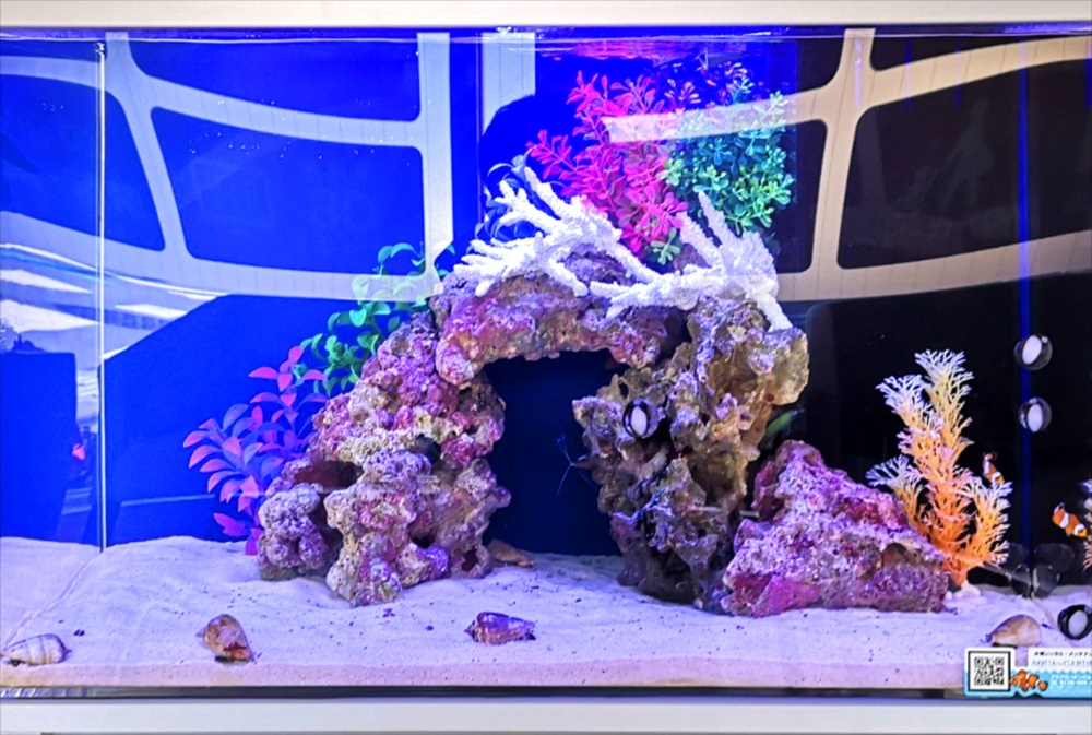歯科クリニック　60cm海水魚水槽　ライブロック画像