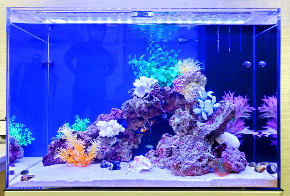 オフィス事務所　60cm海水魚水槽　レイアウト画像