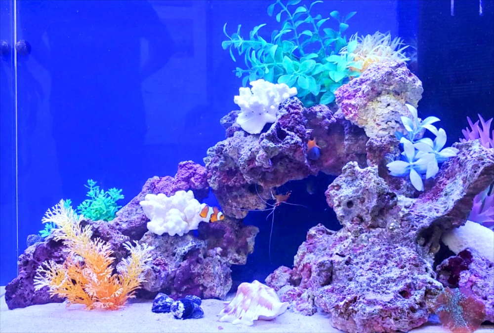 オフィス事務所　60cm海水魚水槽　生体画像