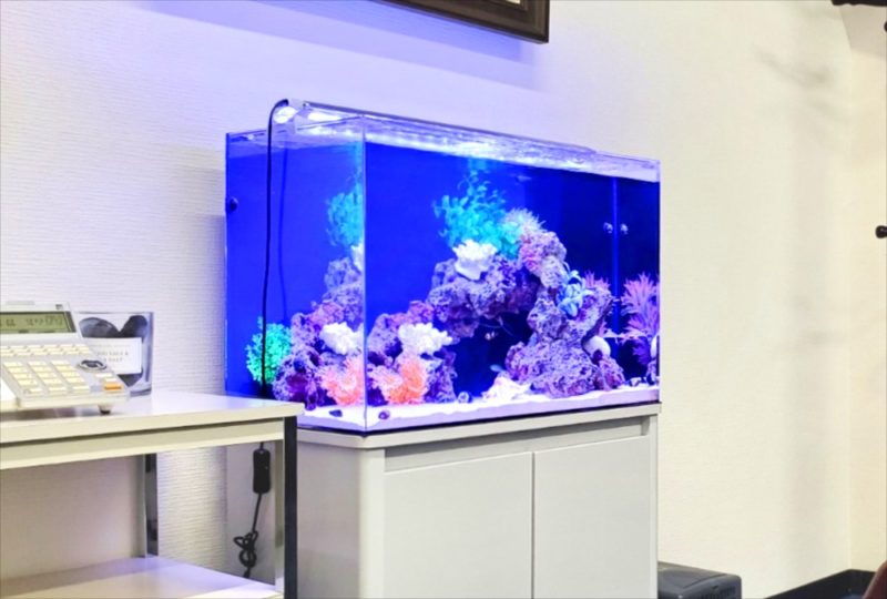 台東区 オフィス事務所 60cm海水魚水槽 レンタル事例 水槽画像2