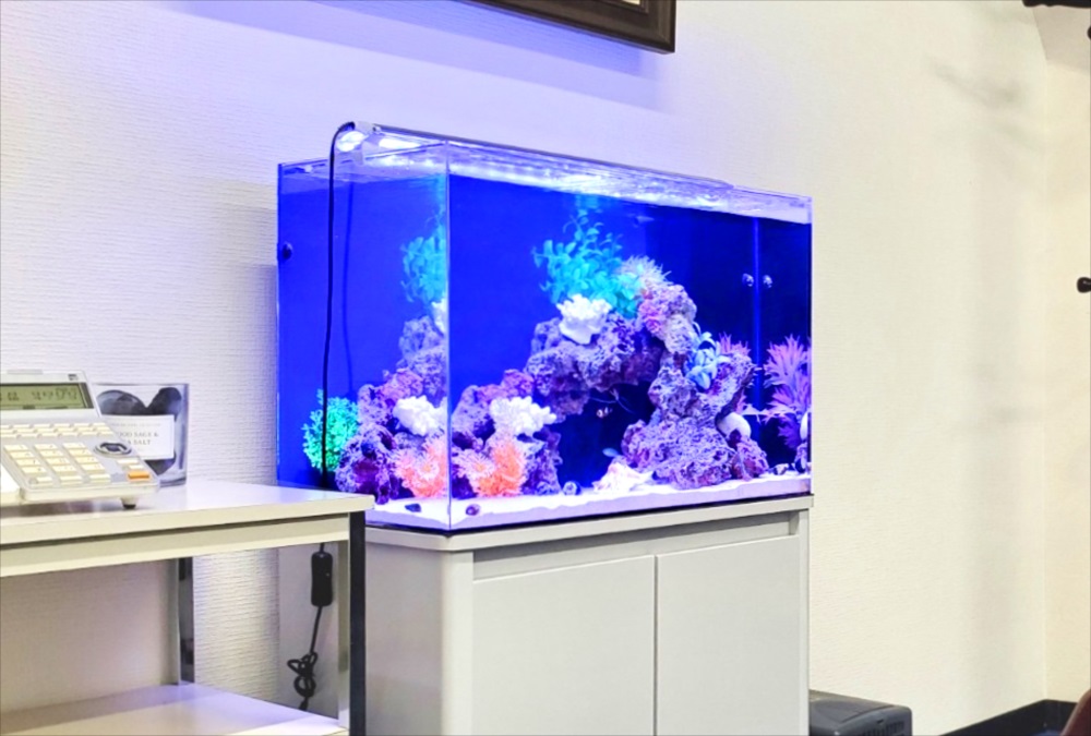 オフィス事務所　60cm海水魚水槽　斜めアップ画像