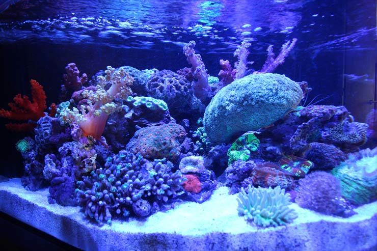 青い照明に照らされたサンゴ礁とライブロックの海水槽layout