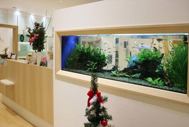 小児歯科医院　受付エントランスに設置 120cm淡水魚水槽　両面仕様の水槽事例