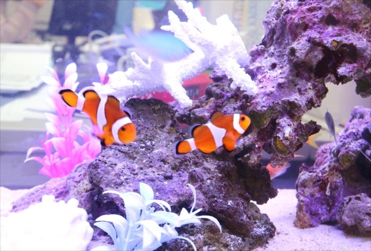 ライブロックの周りを泳ぐ2匹のカクレクマノミ