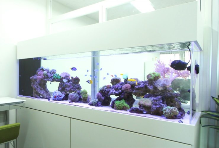 サンゴと海水魚が泳ぐ白い大型オーバーフロー水槽