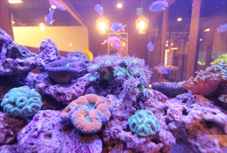 サンゴと海水魚が泳ぐ紫色の照明の海水水槽内観