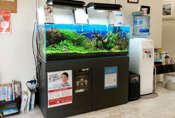 流木と水草が茂る室内の大型ネイチャーアクアリウム