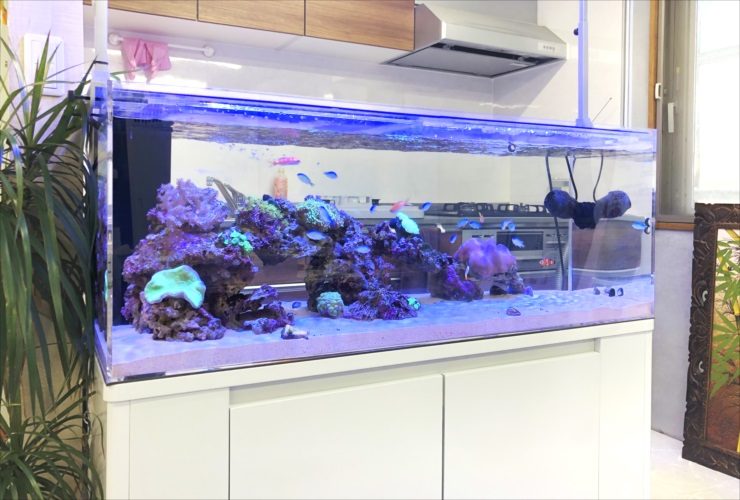 キッチンに設置された大型の海水魚水槽とサンゴのレイアウト