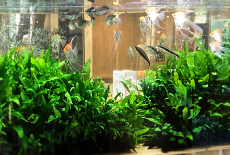 薬局の待合室 大型淡水魚水槽 リース事例 その後 水槽画像4