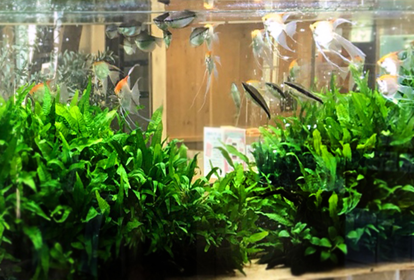 エンゼルフィッシュと水草が茂る大型水槽のレイアウト