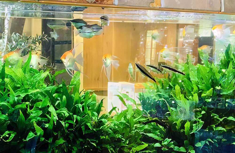 エンゼルフィッシュと水草が茂る大型水槽のレイアウト