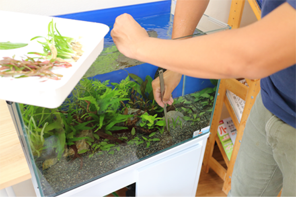 ピンセットで水槽の底砂に水草を植える人の手元