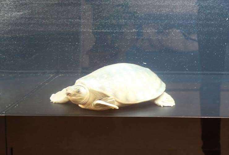 黒い底砂の水槽内にいる白いスッポンの仲間