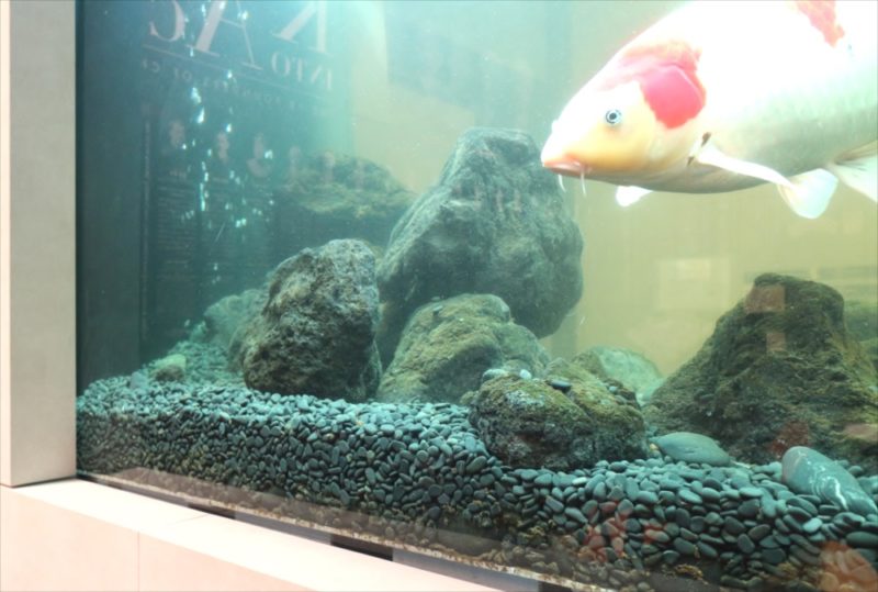 大学キャンパス　大型鯉水槽　スポットメンテナンス事例 水槽画像４