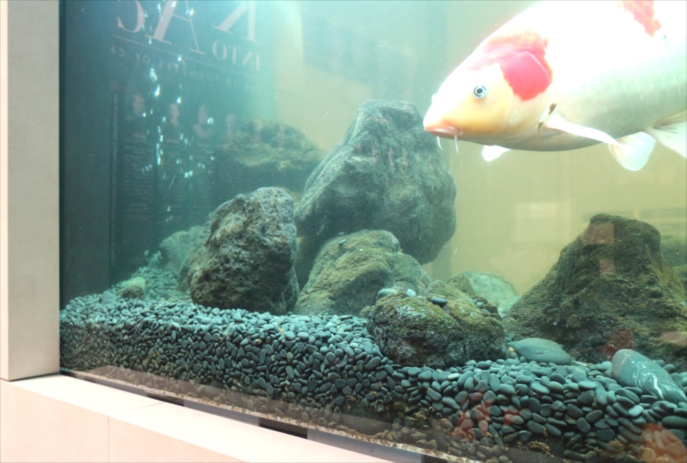 大型鯉水槽　スポットメンテナンス　正面画像