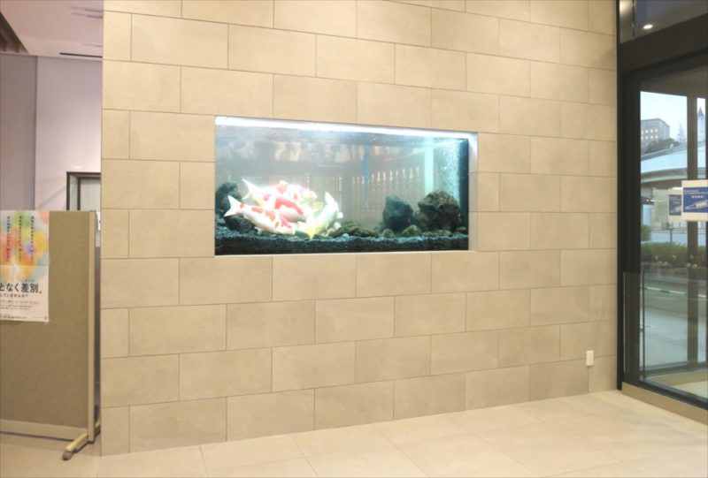 大学キャンパス　大型鯉水槽　スポットメンテナンス事例 水槽画像２