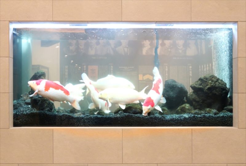 大学キャンパス　大型鯉水槽　スポットメンテナンス事例 水槽画像３