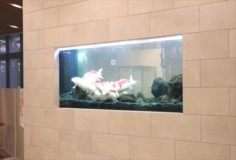 大学キャンパス　大型鯉水槽　スポットメンテナンス事例 水槽画像１