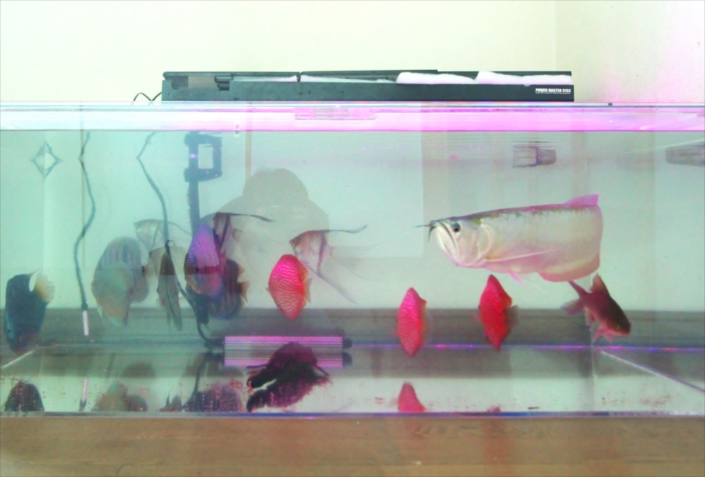 個人宅 アロワナ水槽 魚画像